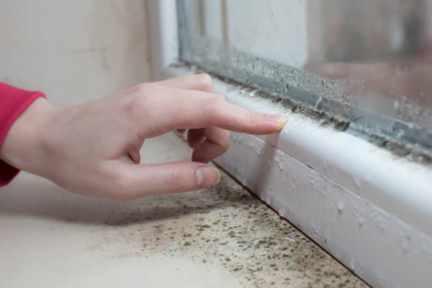 Best Basement Mold Removal  in Ckam Housing, HI